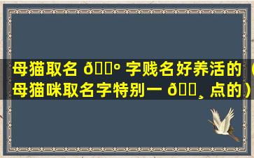 母猫取名 🐺 字贱名好养活的（母猫咪取名字特别一 🕸 点的）